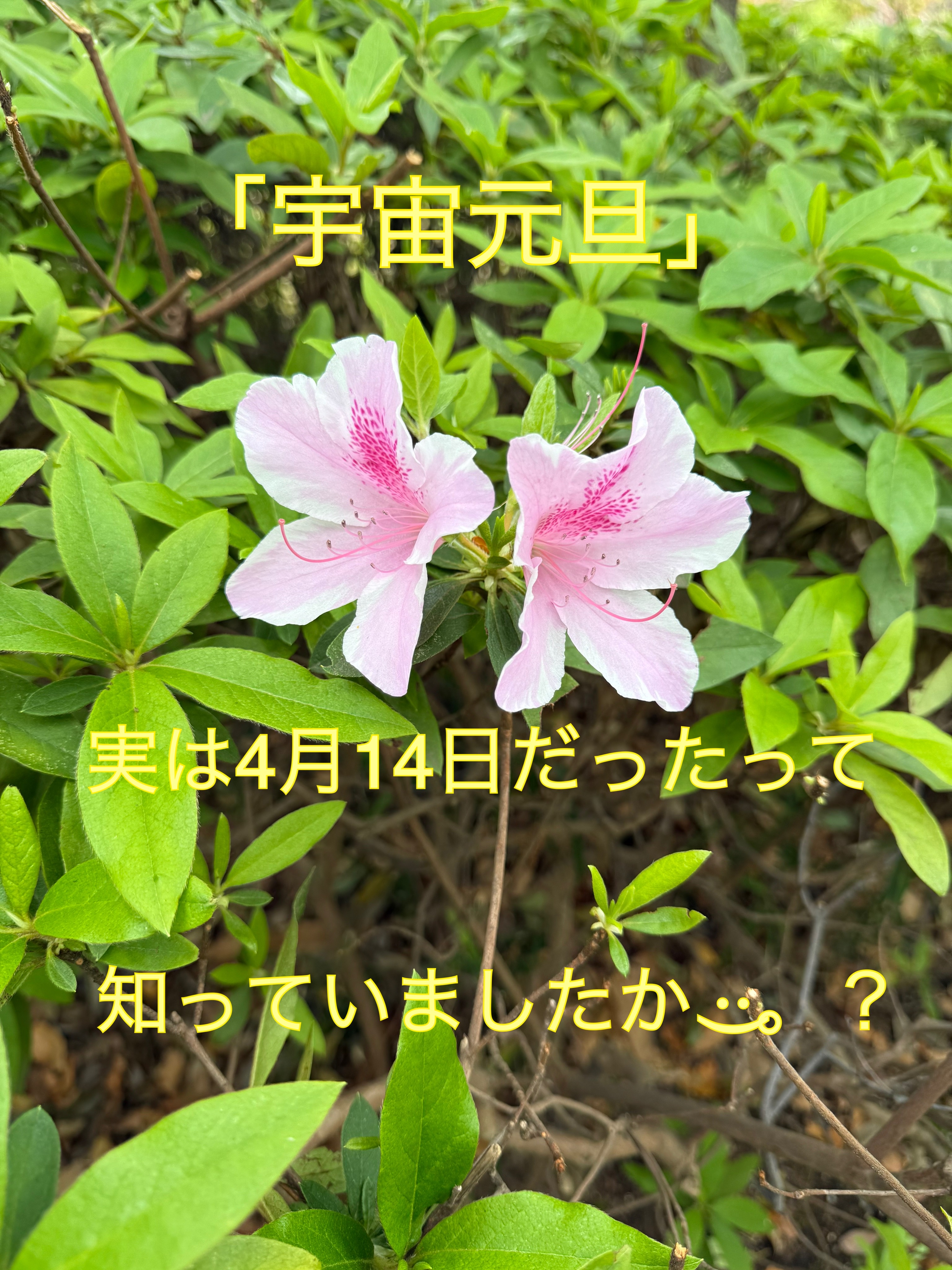 その他の写真